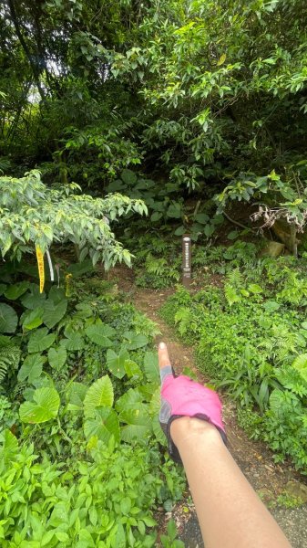 微笑山⛰️線-大棟-二格山-五分山-天上山-鳶山💎12條步道完成💙2841366