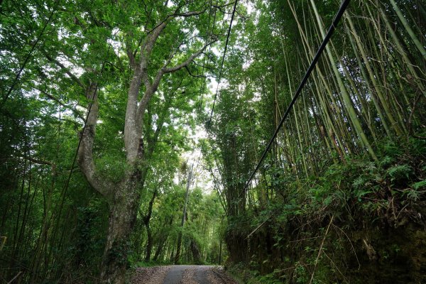 桃園 復興 枕頭山、阿姆坪山2794091