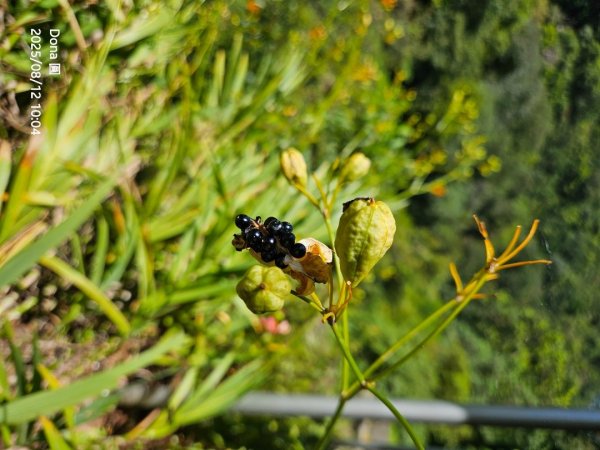 福山大羅蘭溪>古圳步道>黃金水岸2858974