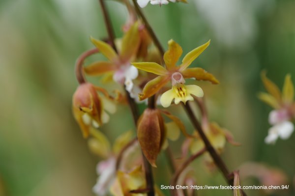 2026 D0411 ｜ 細花根節蘭