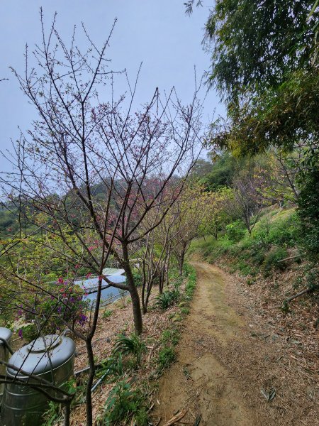 112/2/23龍鳳連稜2148208