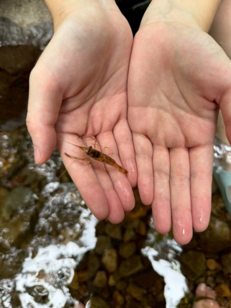 大屯溪古道2974966