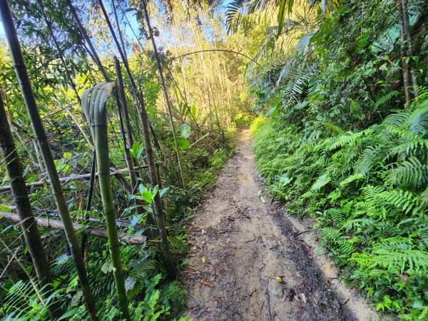 20240707馬胎古道2780989