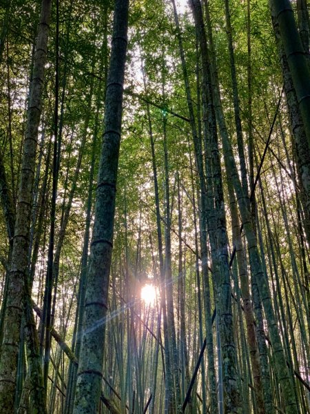 2021.03.14 「水社大山 」1307262