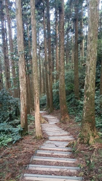 東眼山自導式步道1553177