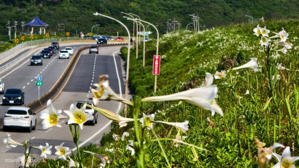 #金山清水溪  #石牆蝶 #國聖涼亭 #百合草原 #八里華富山路 #淡江大橋 5/163055954