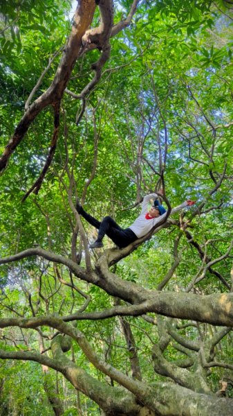 東勢大崙、東勢坑山、觀音湖山O走2986320