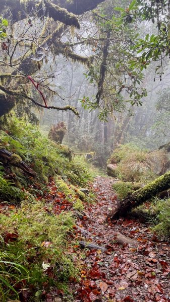 穿羅紗的「加羅湖」2943924