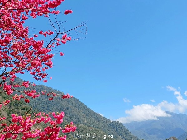 【台中和平】森林步道悠閒走。 八仙山森林遊樂區步道群2784611