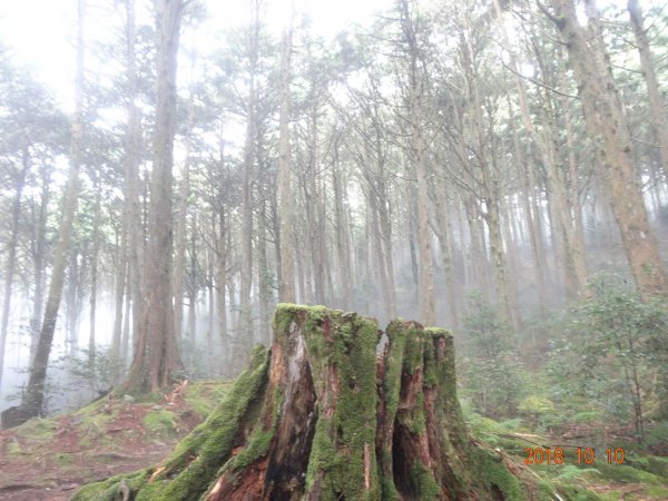 稍來小雪山步道451255