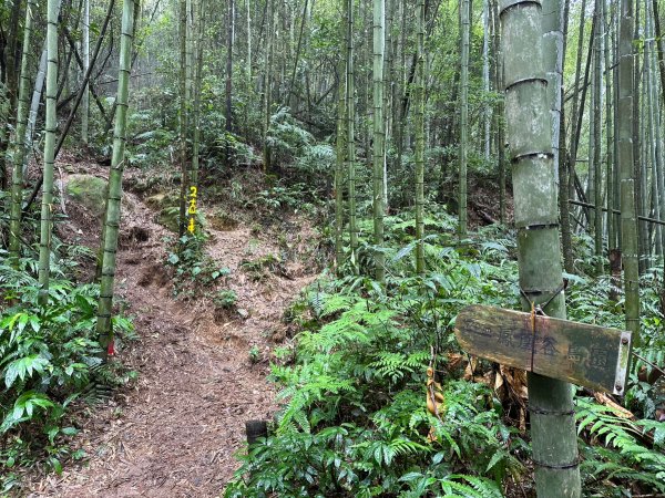 陡上陡下的溪頭鳳凰山1872927