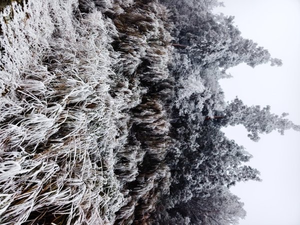 我的2025 第三場雪 #翠峰湖步道 #望洋山 #金翼白眉  2/92708850