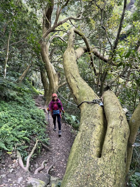 淡水搭渡輪上觀音山+占山O繞 搭公車接渡輪回淡水-202503182770648