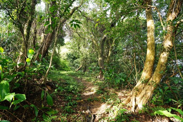 新北 瑞芳 粗坑口尖、碇內尖山、粗坑頭山、龍門山、滴水山2838274