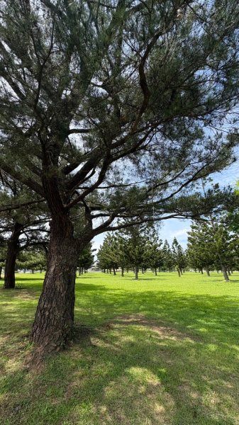 綠衫林公園2800881