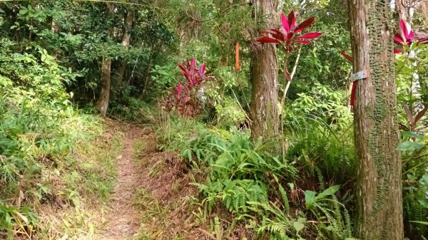 坪林區金瓜寮土地公-火炎山東峰-火炎山-火炎山南峰-金瓜寮土地公O型3138282