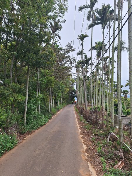 草尾嶺步道賞血藤花202503292749669