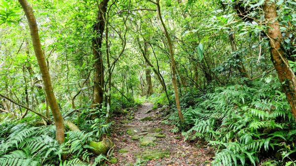 暖東峽谷大環小環2834404