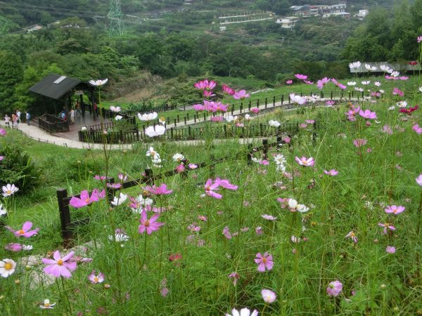 樟樹步道．波斯菊401065