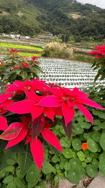 馬那邦山O走2370082