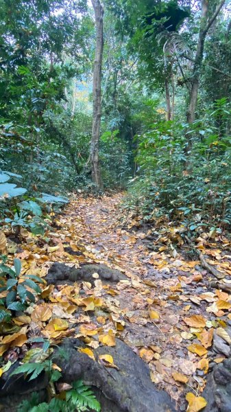  笠頂山步道1246594