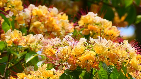 加羅林魚木,松菸文創園區3038159