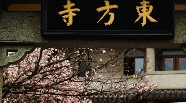 櫻花季的尾聲~在東方寺慢慢的品花落的聲音910696