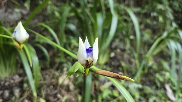神級景點抺茶山，爬抹茶山的最佳季節，沿路桐花地毯，層層疊疊的山巒，壯闊的山谷2774463