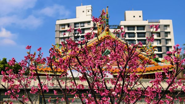 2/20 #天元宮 #墨染櫻(香水櫻)  #楓樹湖 #木蘭花(辛夷)2716225