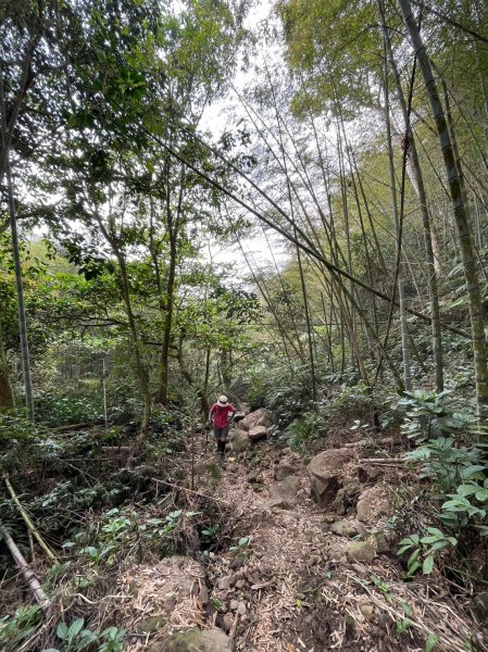 230416-小百岳#057 梨子腳山。18禁-竟能在茶樹上偶遇黑線黃尺蛾。美美兔O繞走成8字。2117349