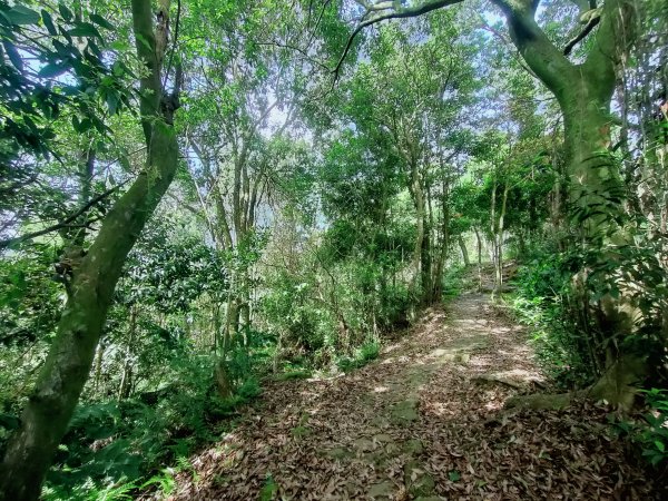 天上山、三粒半山與火焰山1664943