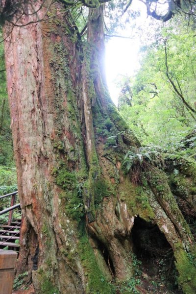 〔桃園復興〕拉拉山巨木，史詩級魔幻森林，75公頃紅檜 扁柏森林浴2237003