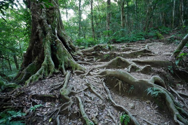 新竹 尖石 高台山、島田山2327036