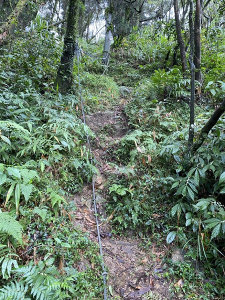 2023/12/14 碇內尖山 龍門山 五分山 淡蘭古道中路2399816