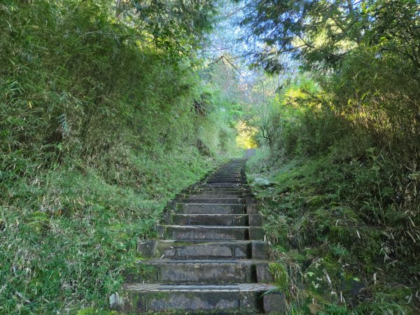 麟趾山、鹿林山、鹿林前山三山縱走2630019