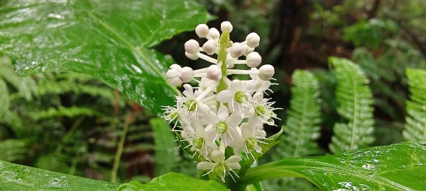 2025/05/11-丸田砲台遺址步道2784556