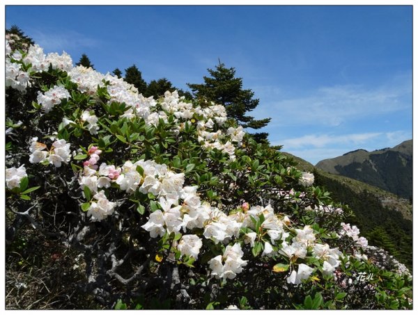 石門山/杜鵑花開1367779