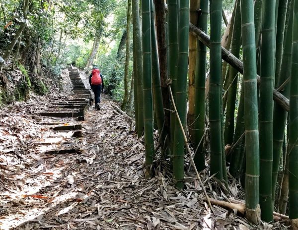 水社大山向前行294724