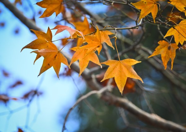 鳶嘴稍來步道賞楓季 ，大雪山門票優惠到12/31！2969539