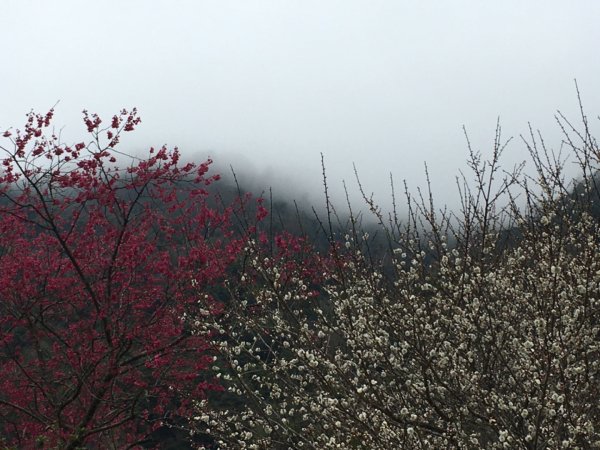 鳥嘴山（上島2708551