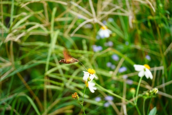 埔里彩蝶瀑布之國姓鄉眉冷山及糯米橋1466150