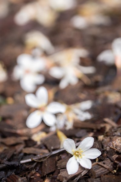 台北大縱走第七段 指南宮千階步道-樟山寺1742831