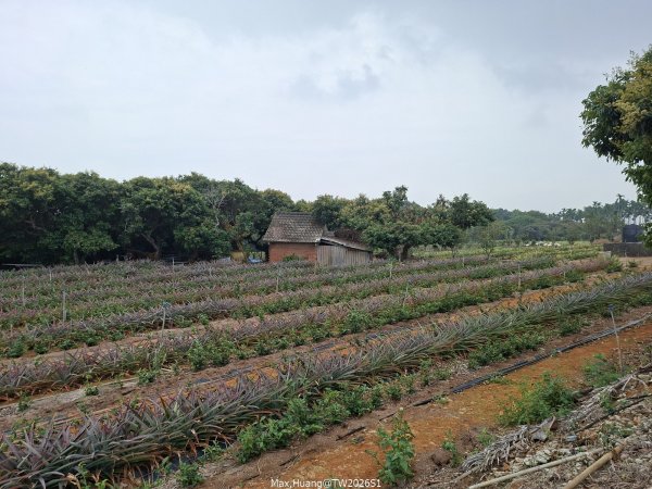 《南投》幸運之花｜草尾嶺步道賞血藤花202603293025000