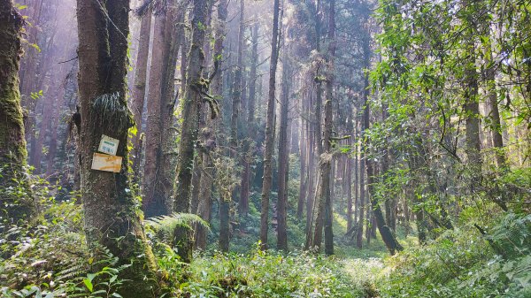 留龍頭 嶺頭山 金柑樹山 忘憂森林 我想抓住您的美2092096