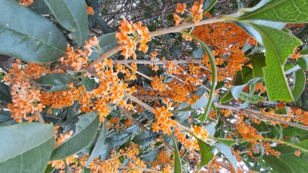 偶來小路走走2942607