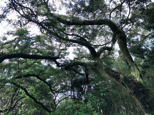 ~ 中 正 山 步 道 ~2782712