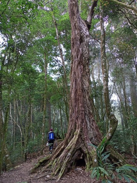 【谷關七熊,山林美境尋寶趣】屋我尾山步道1108335