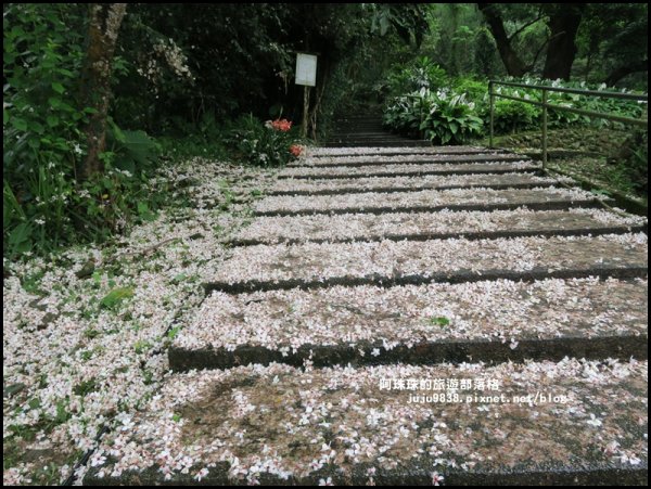    十一指古道包場賞桐花573601