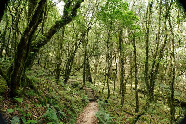 台中 和平 南松鶴山、八仙山、東松鶴山2877969