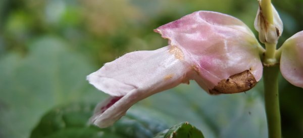 2025/10/26_馬胎古道2925712